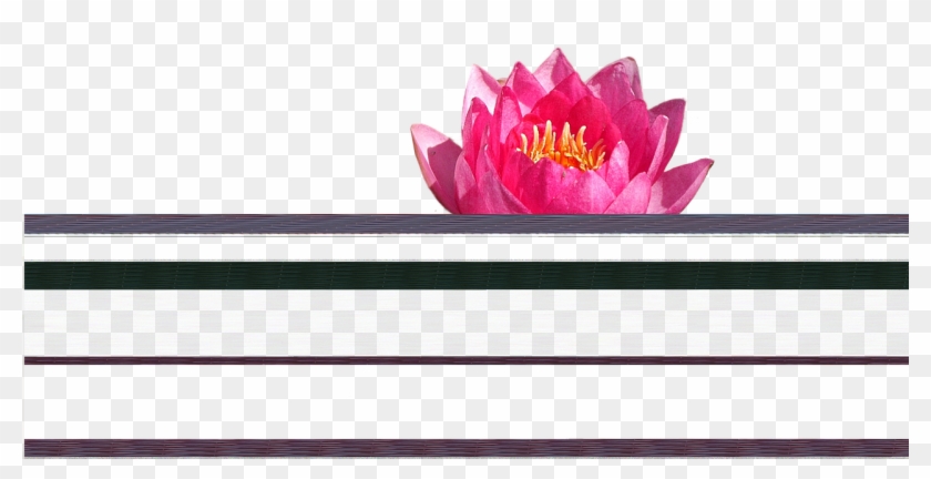 Seereose Rose Pond Png Image - Artificial Flower Clipart