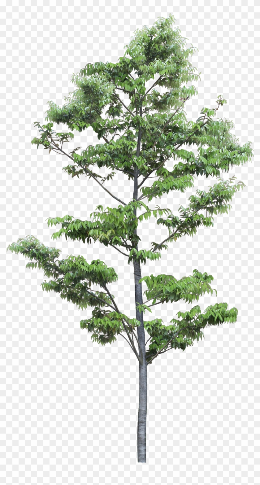 Pin By Ar - Pond Pine Clipart #2627278