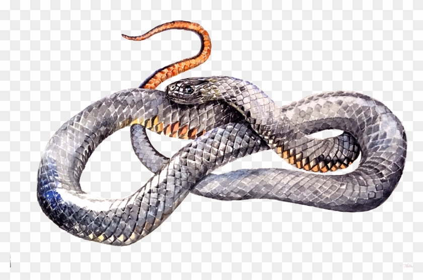 Serpent Clipart #2627852