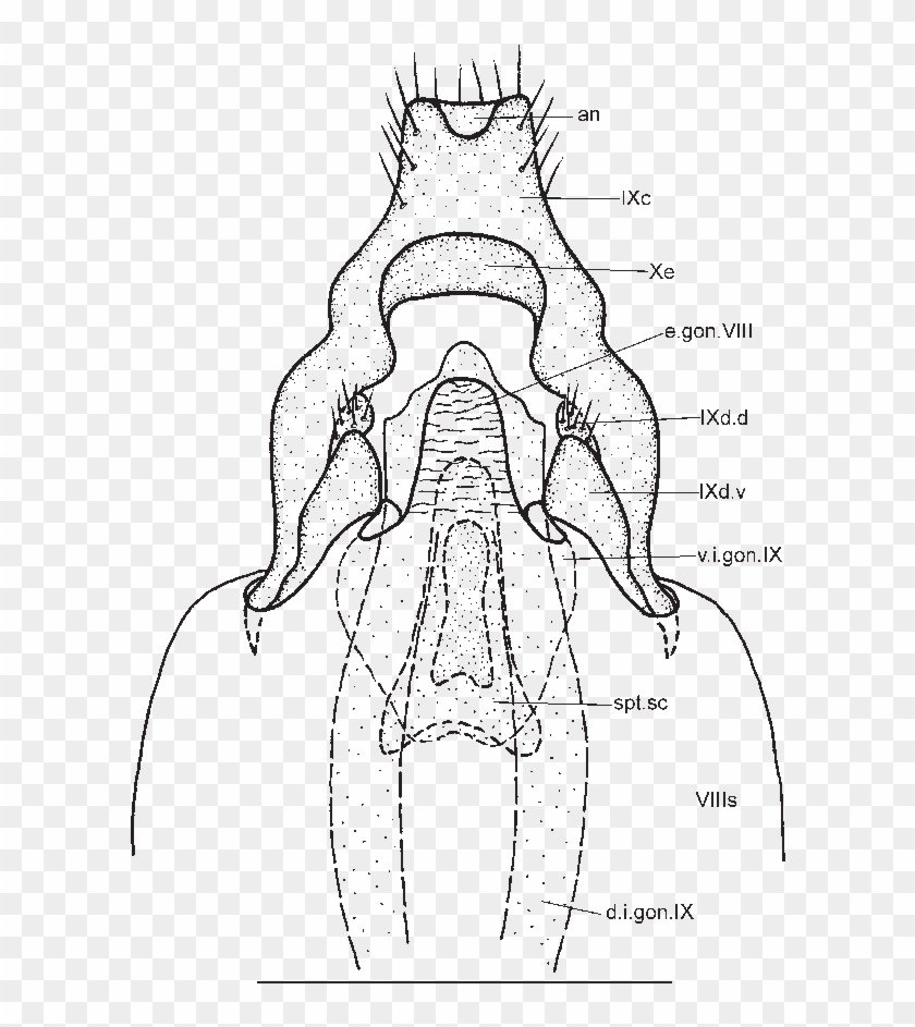 Female Genitalia Of Apatania Mongolica, Ventral - Sketch Clipart