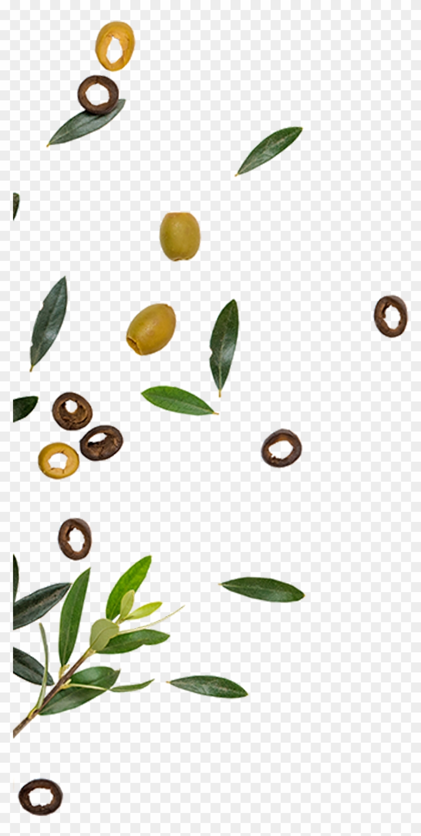 Golden Olive Is One Of The Leading Companies In The - Olive Clipart