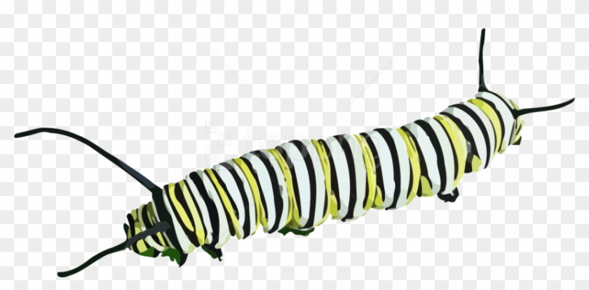 Free Png Download Caterpillar Png Images Background - Caterpillar Pictures Black And White Clipart #2630590