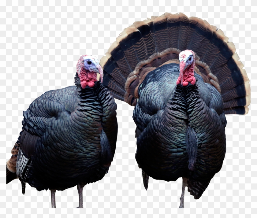 Ap Images - Family Of Turkey Animal Clipart #2631263
