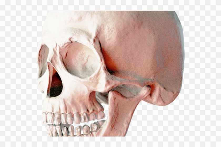 Skeleton Head Png Transparent Images - Portable Network Graphics Clipart #2632356
