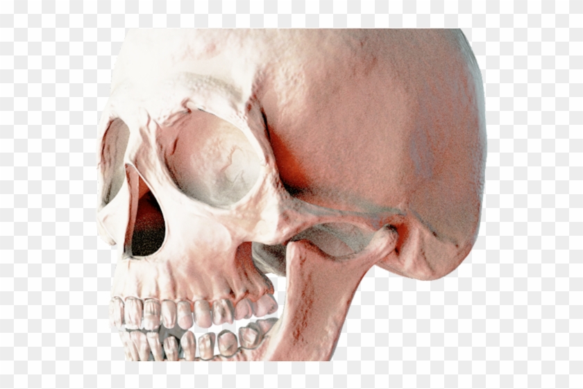 Skeleton Head Png Transparent Images - Portable Network Graphics Clipart
