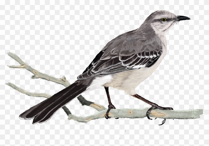 Digital Birds On - Northern Mockingbird Clipart #2632445