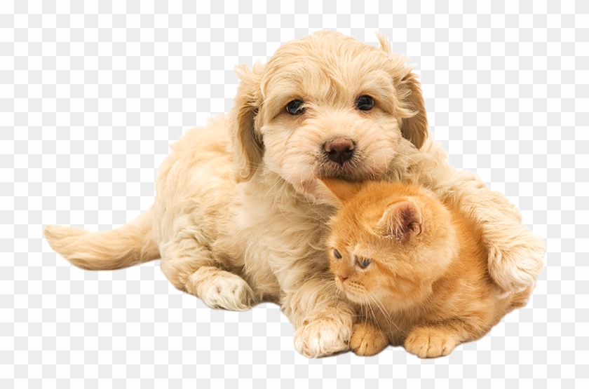 Your New Pet Deserves The Best Care From Day One - Pet Clipart #2633252