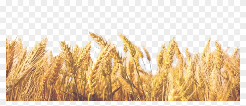 Corn Stalk Png Clipart #2633686