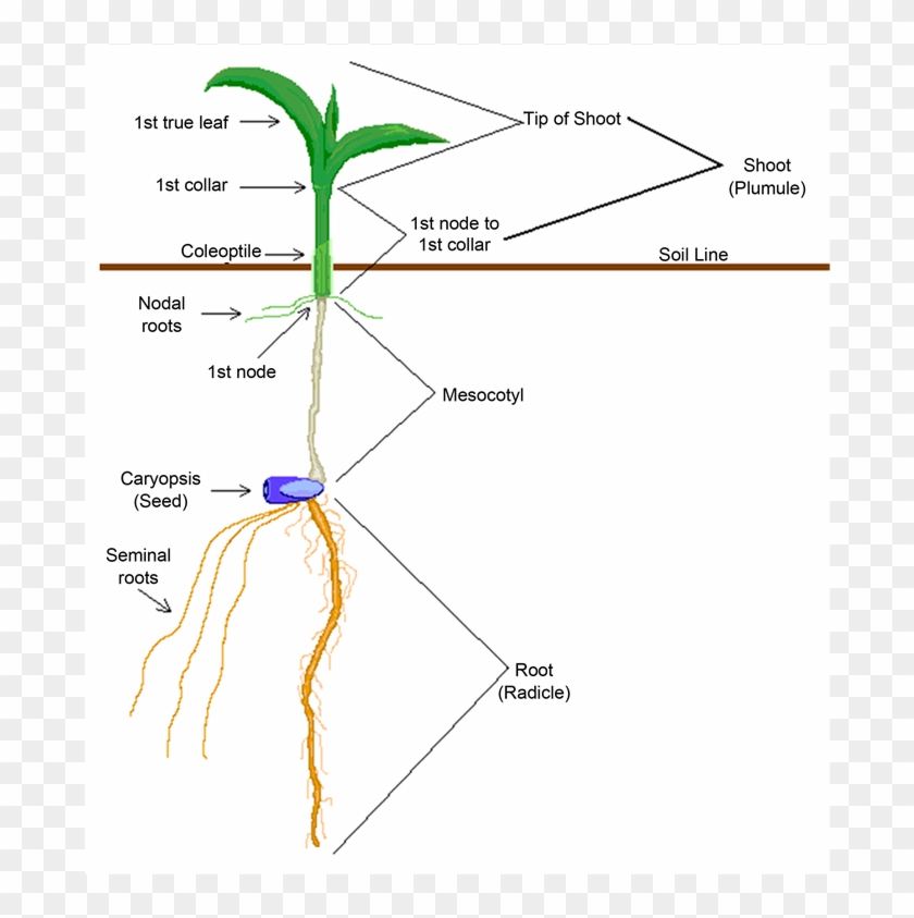 Emergence And Seedling Characteristics Of Maize Native - Parts Of A Seedling Clipart #2633839