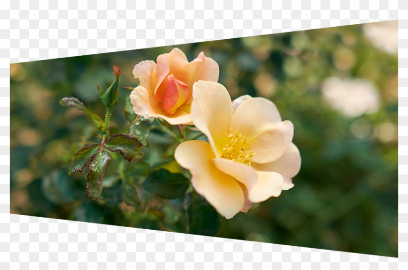 Chinook Rose Banner - Virginia Rose Clipart #2635396