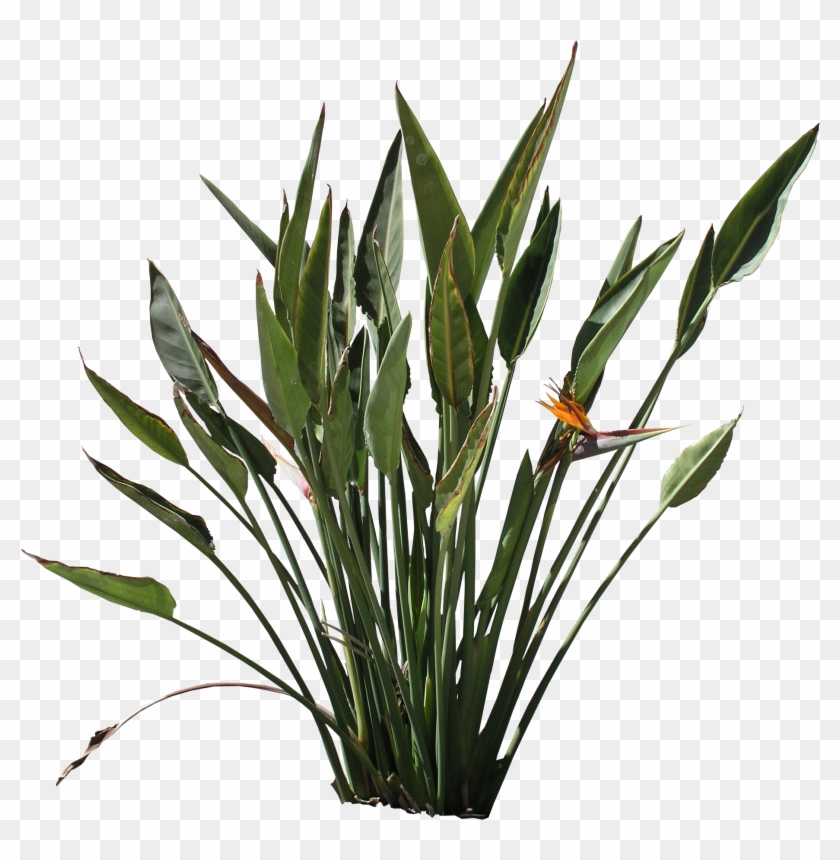 Grass Png Texture - Paradise Bird Flower Texture Clipart