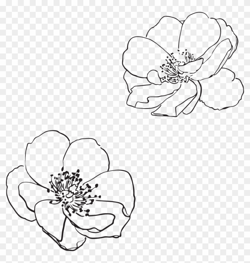 Rose Wild Flower Flowers Png Image - Vector Flower Outline Png Clipart #2636019