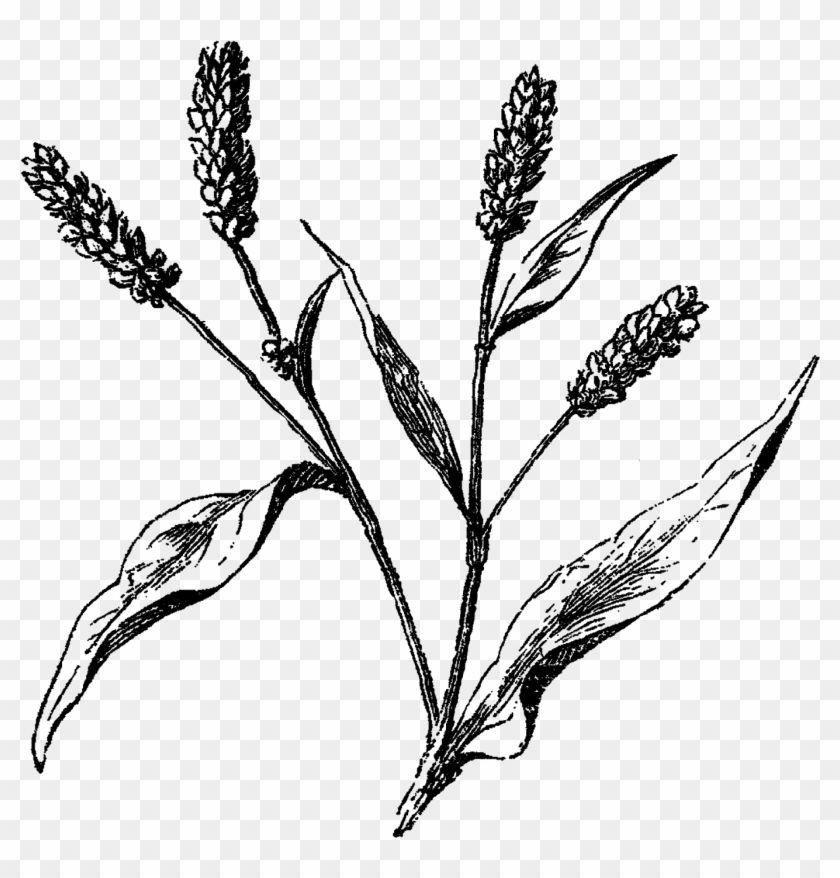 Wildflower At Getdrawings - Wildflower Drawing Png Clipart #2636067