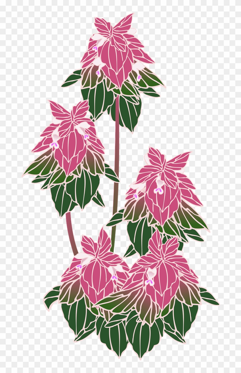 Himeodorikosou Wild Grass Flowers Png Image - Rosa Glauca Clipart #2636102