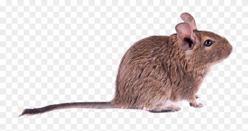 Mouse - Osmák Png Clipart