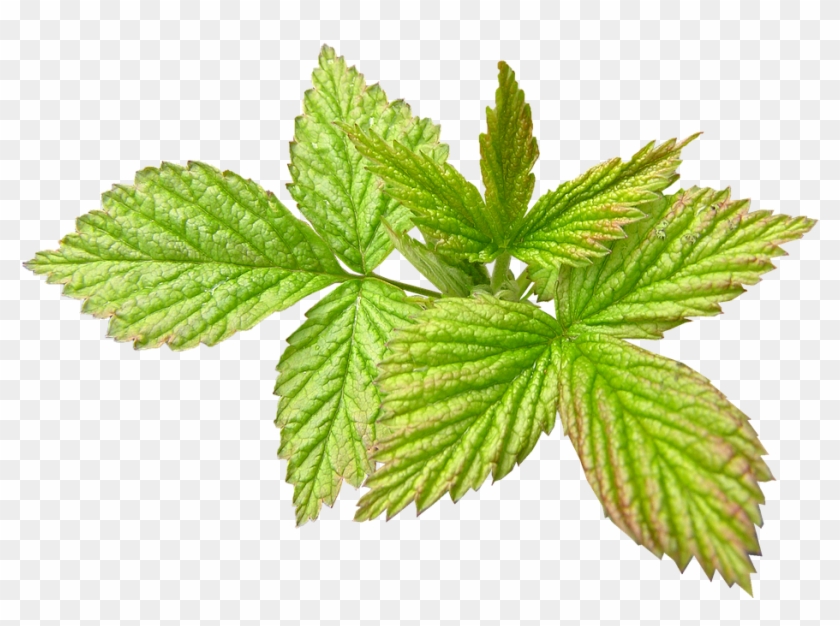 Raspberry, New Leaf, Spring, Season - Nepeta Clipart #2636757