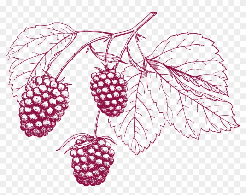 Grape Cranberry Transprent - Cranberry Drawing Png Clipart #2636761