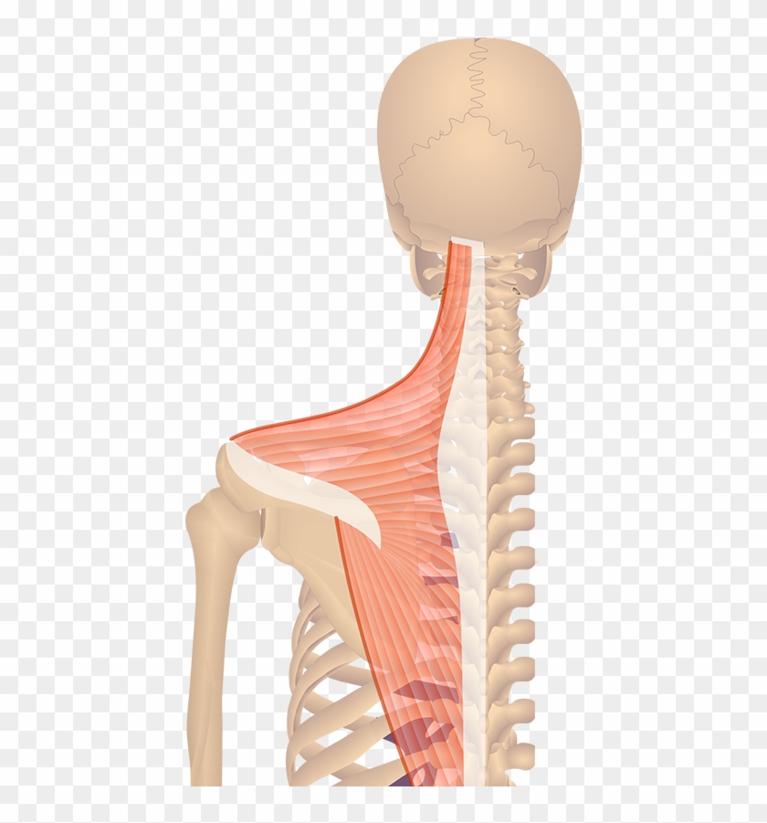 Featured Image Posterior View Trapezius - Rhomboid Minor Clipart #2636766