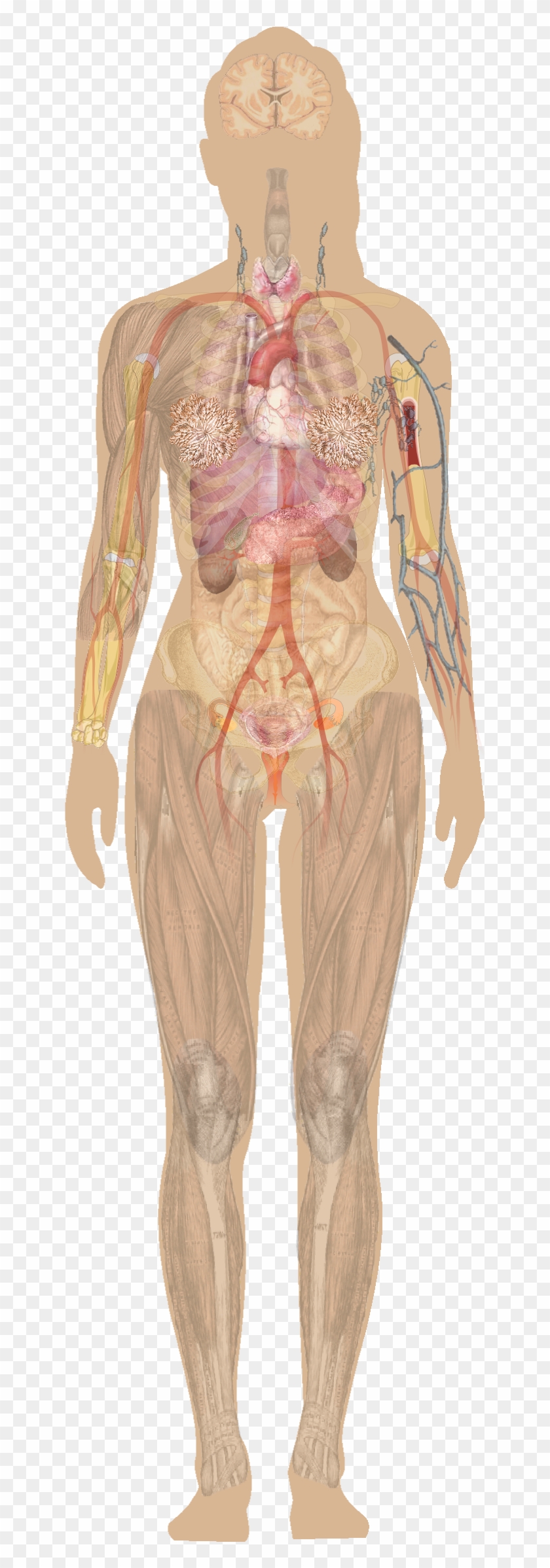 Download Female Shadow Anatomy Without Labels - Human Body Without