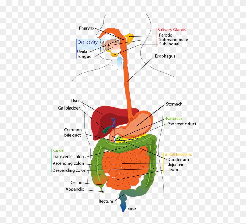 Digestive System Diagram Clipart