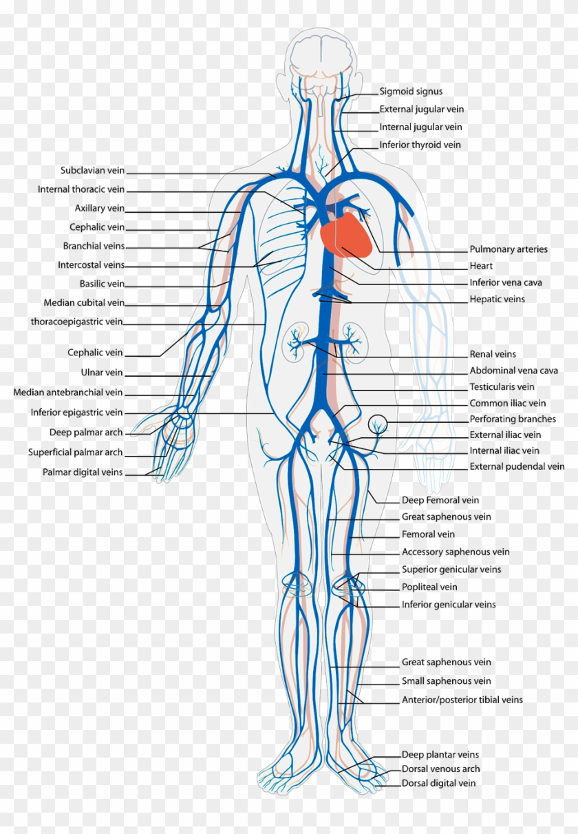 Human Body Circulatory System Png Image - Arterial And Venous System Diagram Clipart #2636843