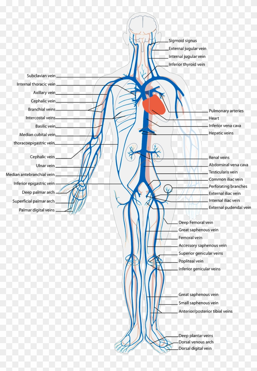 Human Body Circulatory System Png Image - Arterial And Venous System Diagram Clipart