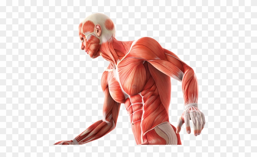 Anatomy And Physiology - Anatomy And Physiology Png Clipart