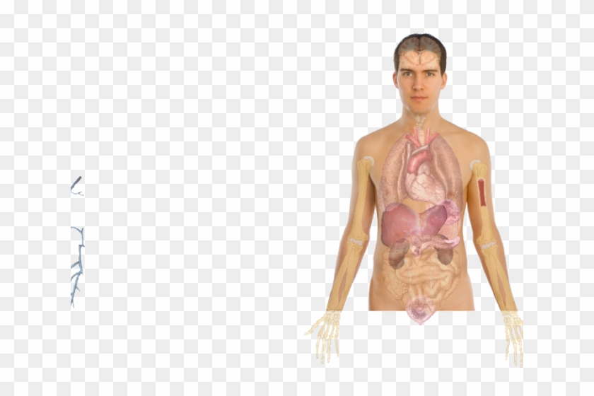 Anatomia Człowieka Organy Wewnętrzne Clipart