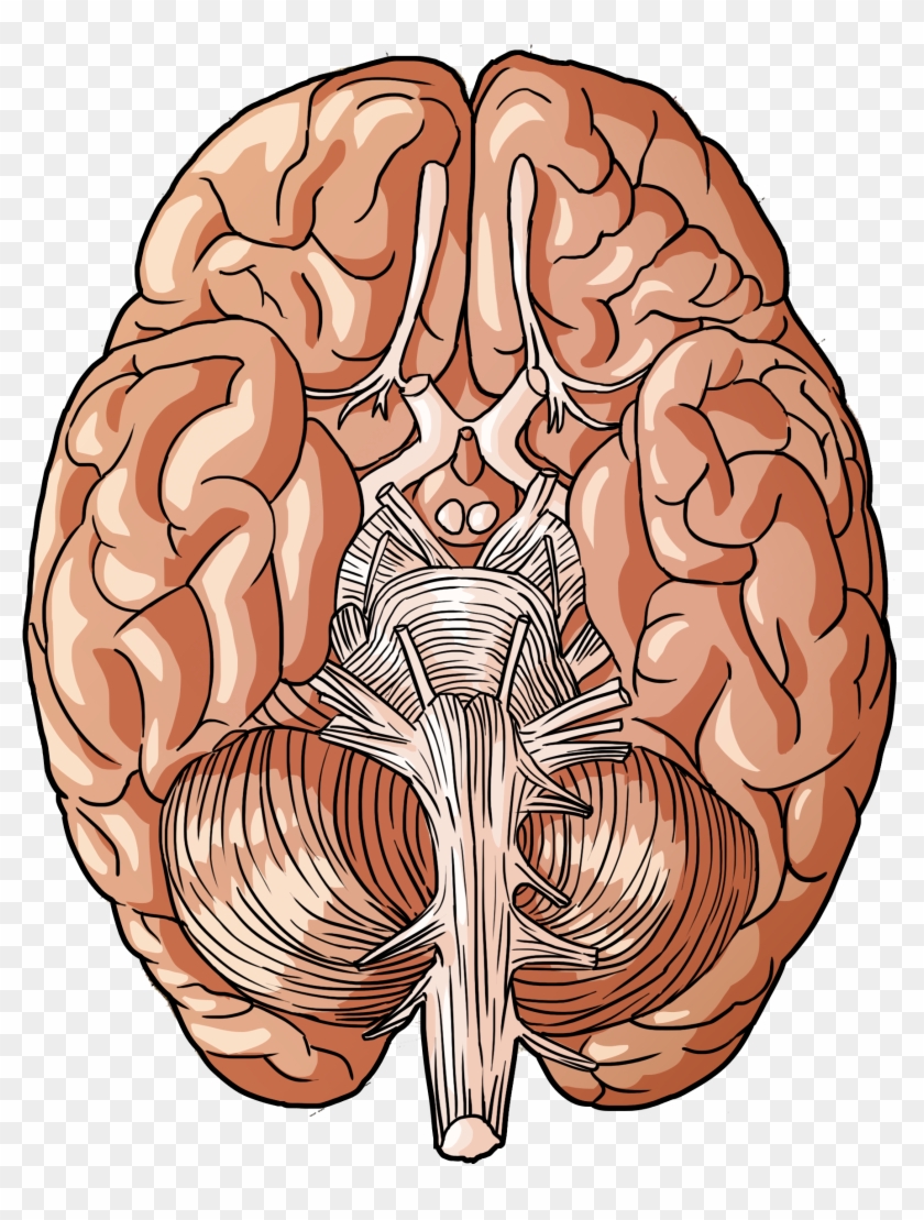 Brain 3 - Parts Of Human Body Png Clipart