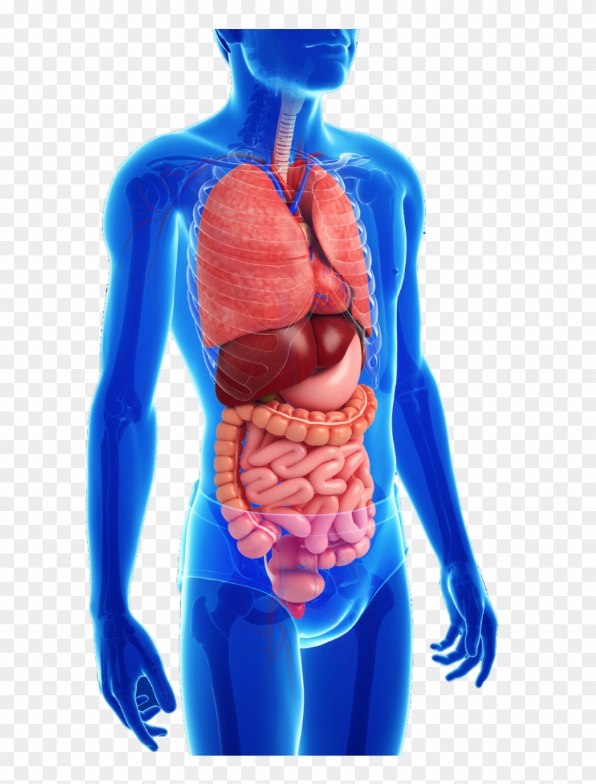 Children S Digestive System - Digestive System Transparent Clipart #2637084