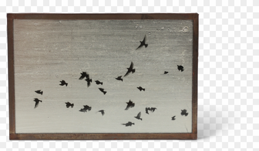 Junco Clipart #2637319