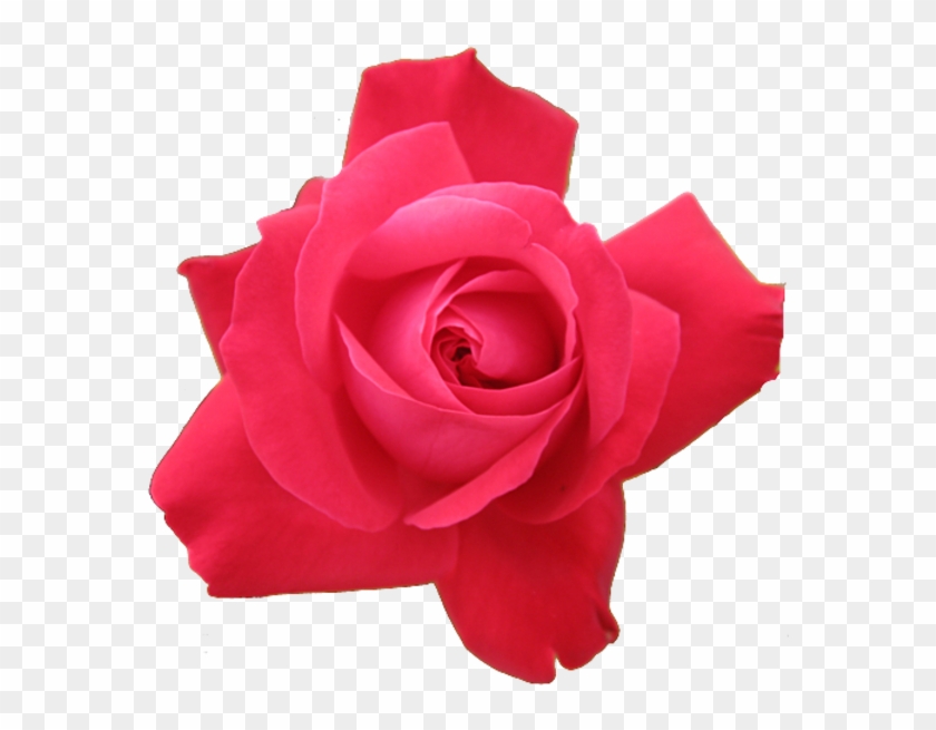 Red Rose Transparent Isolated - Hot Pink Rose Png Clipart #2639048