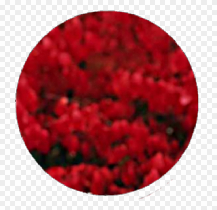 Circle Red Black Flower Smoke Aesthetic Tumblr - Fortnite Nog Ops Background Clipart