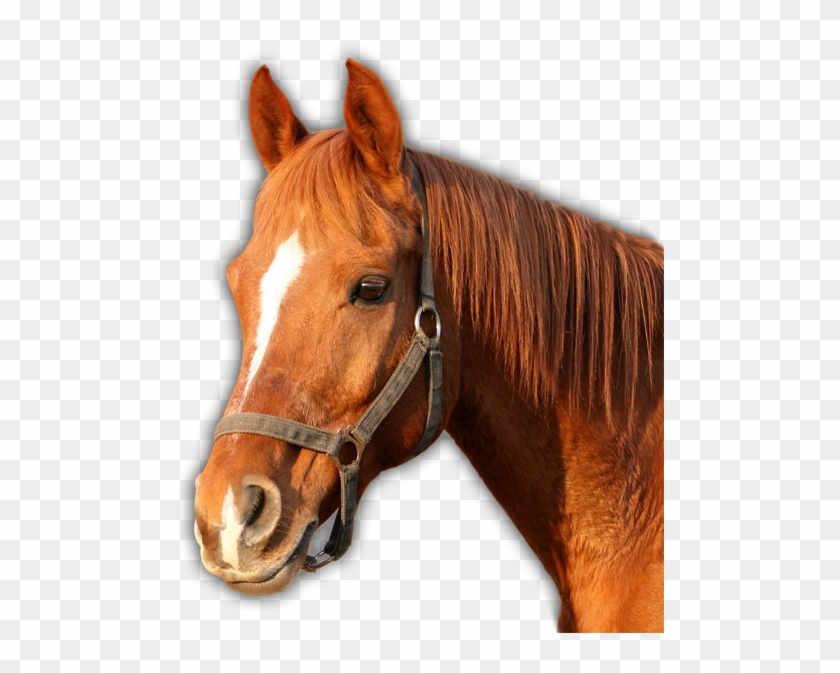 Horse Head Png Clipart