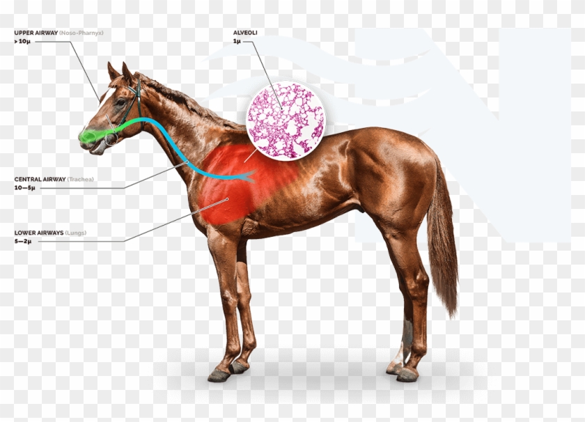 Save On The Cost Of Drugs Compared To Other Management - Horse Greyscale Clipart