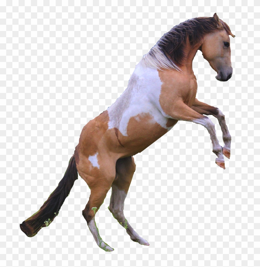 Horses Transparent Rearing - Horse Clipart #2639915