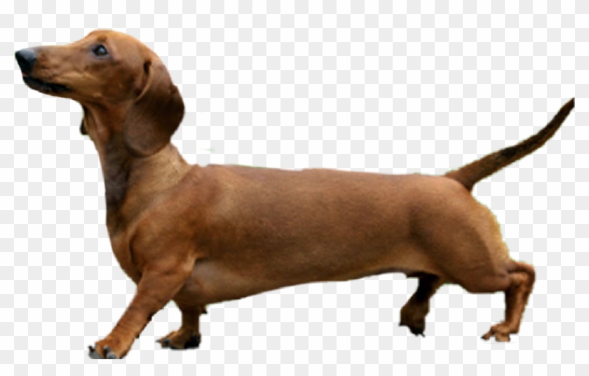 #animals #pet #dog #dachshund #brown - Dog Photoshop Clipart #2640391