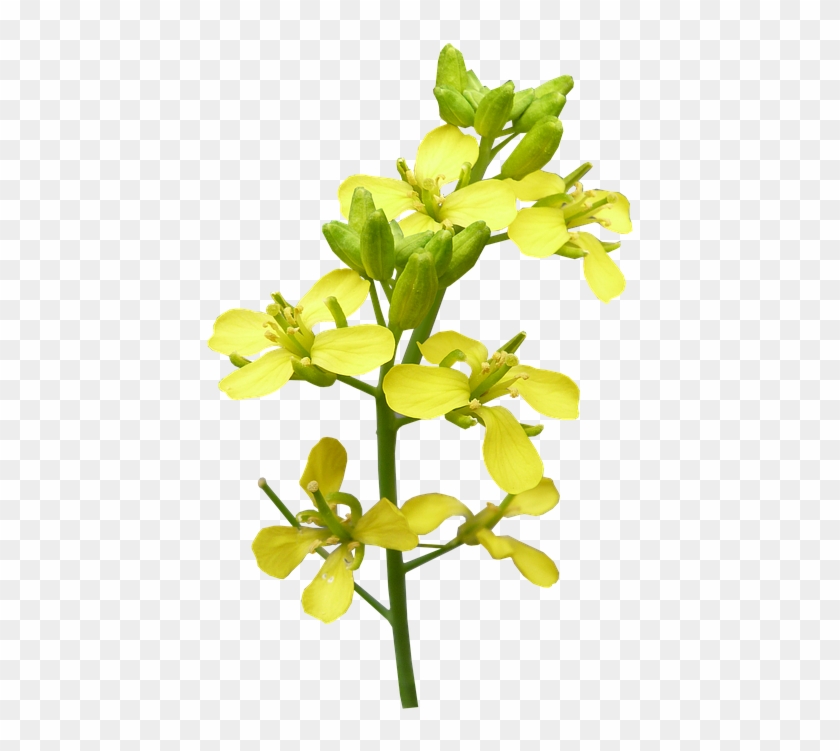 Flower, Mustard, Plant, Bloom - Sicklepod Clipart