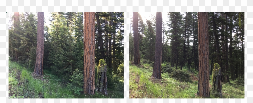Compare These Two Photos Of The Same Area On The Lolo - Forest Clipart #2643507