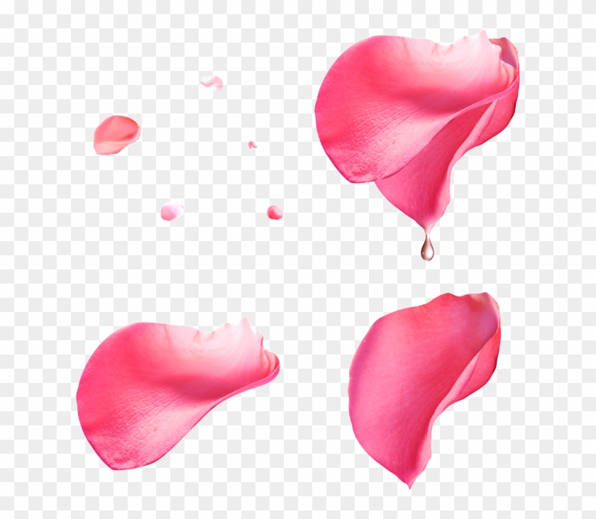 Pink Petals With Transparent - Pink Rose Petals Transparent Background Clipart