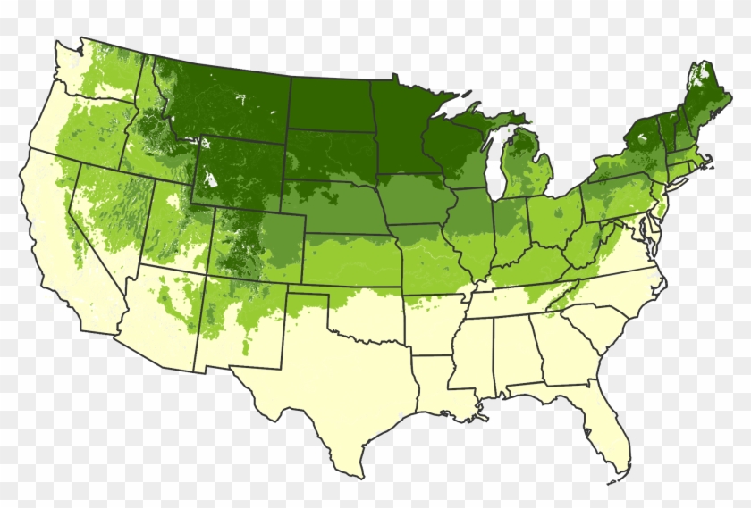 Bloodgood Japanese Maple Tree For Sale - States Require One License Plate Clipart #2644366