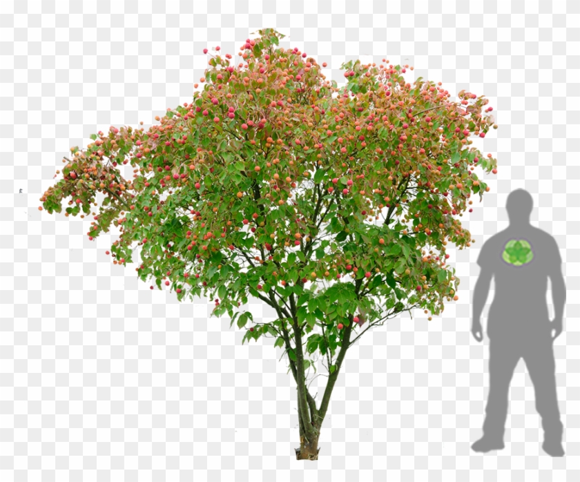 Japanischer Blumen Hartriegel - Cornus Kousa Psd Clipart