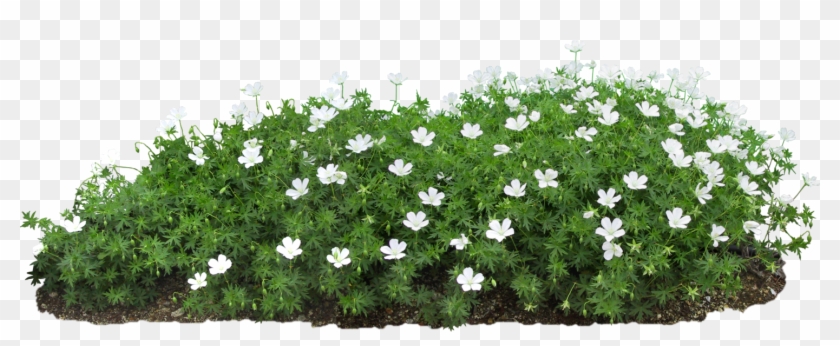 Clip Art Flower Bed Png - Nashville Zoo At Grassmere Transparent Png #2644627
