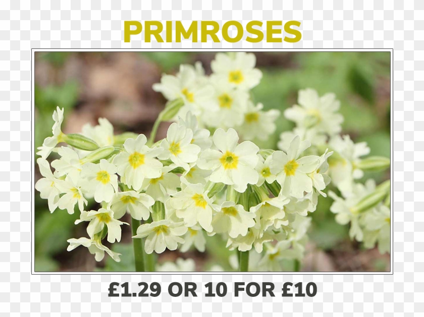 Grovewell-primroses - Primrose Clipart