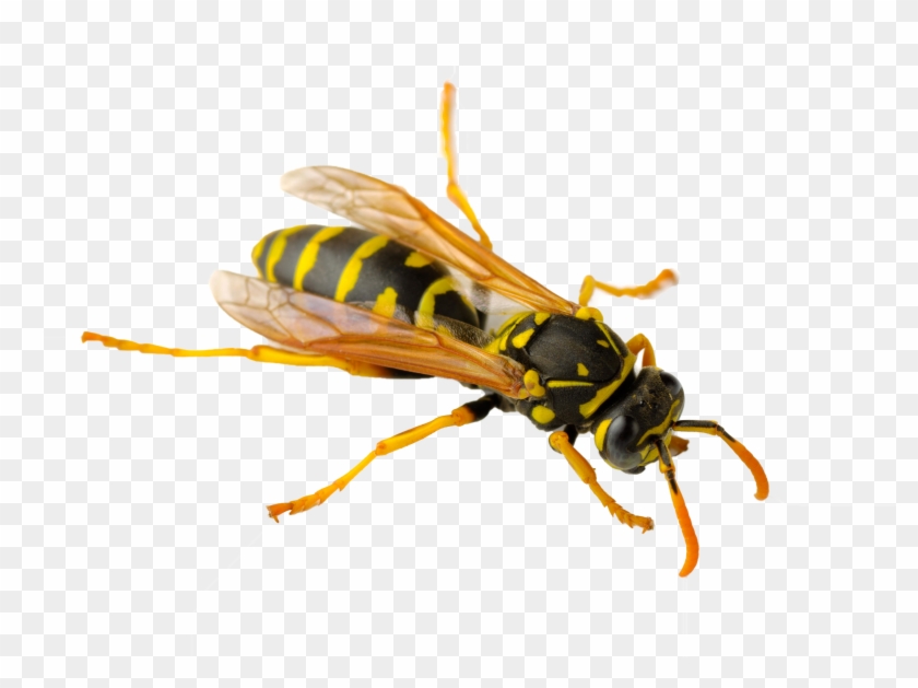 Wasp Png - Yellow And Black Wasp Australia Clipart #2645078