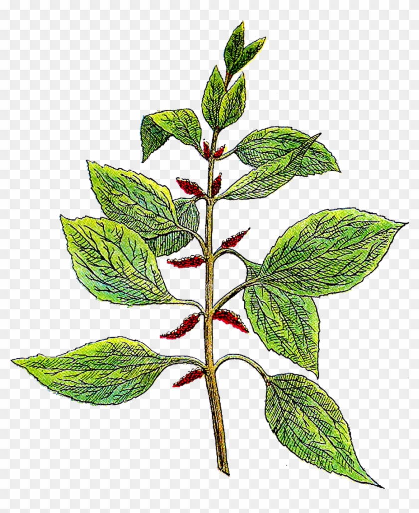 Herb Clipart Png Transparent Png #2645492