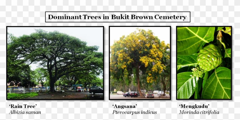 The Bukit Brown Experience - Mexican Pinyon Clipart #2646883