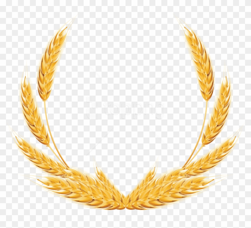 Free Png Download Wheat Png Images Background Png Images - Wheat Png Clipart