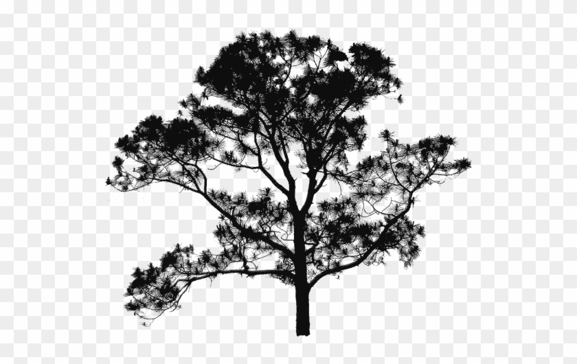 Plan Clipart Free Vector - Tree Vector Png Free Transparent Png