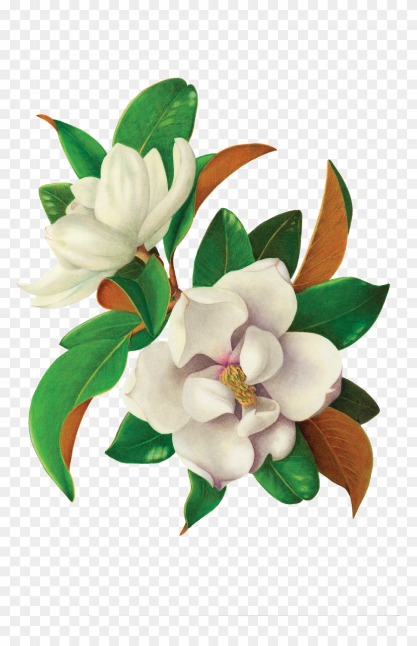 Vintage Floral Png - Magnolia Flower Drawing Color Clipart